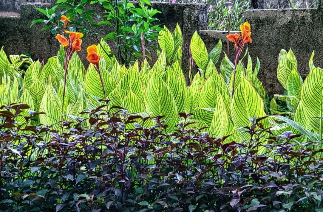 Maple Root Gardens 10
