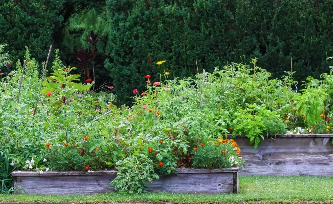 Maple Root Gardens 11
