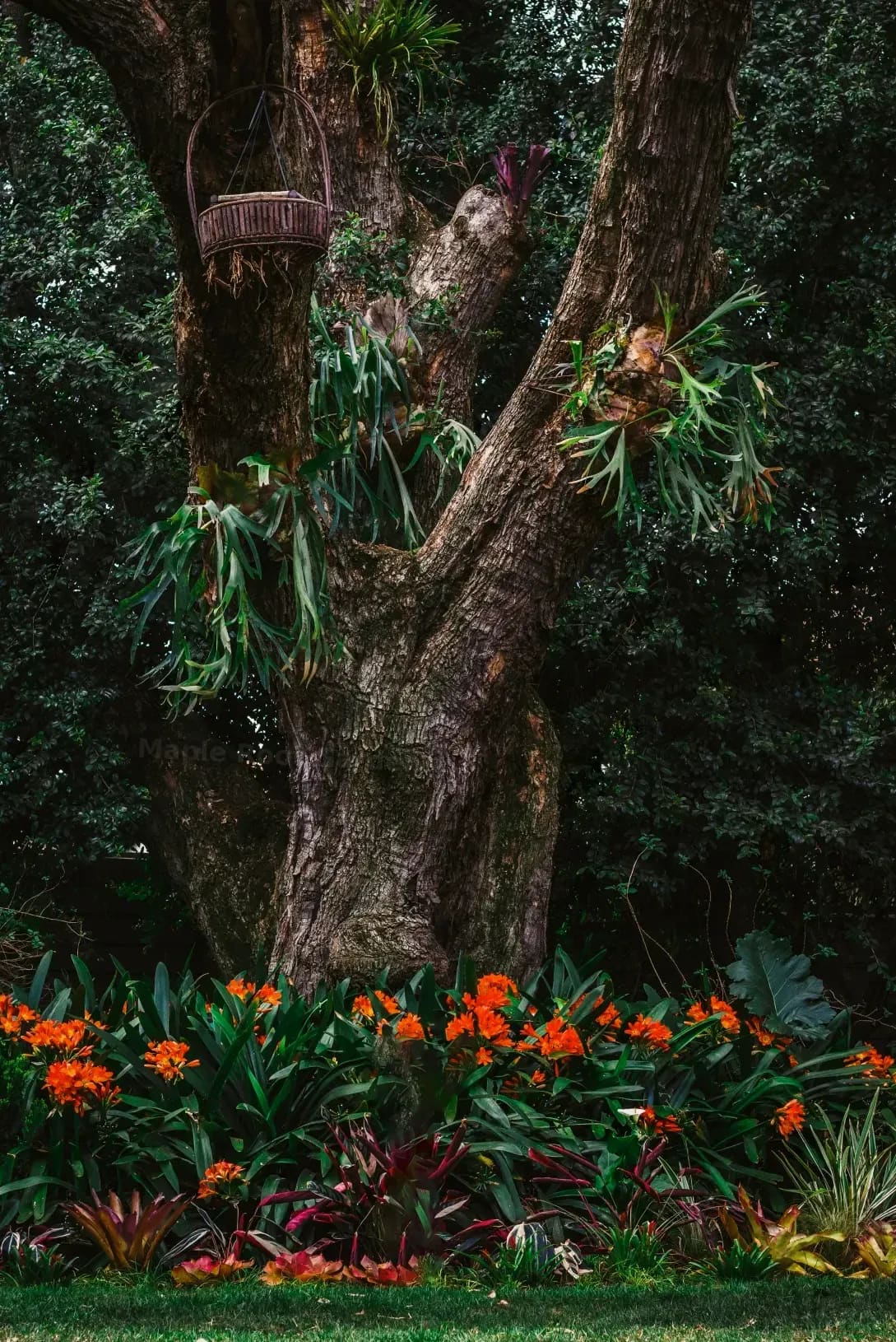 Maple Root Gardens 3